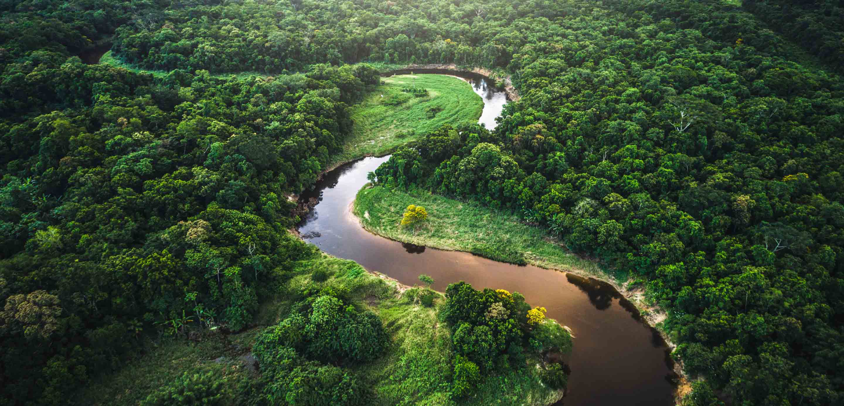 Forest and river depicting Sustainability Forest and river depicting Sustainability